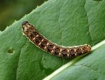 Tenthredo bipunctula